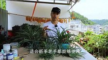 三伏天给吊兰浇水，看看这个“部位”，一看便知是否缺水