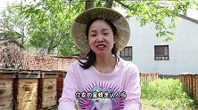 寿命只有2个月的蜜蜂，真的会认人吗？为何不蛰养蜂人？听蜂农说