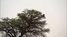 非洲野猫被花豹追到树顶，无可奈何下只能跳树