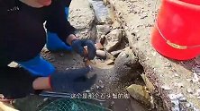 大潮退后海沟里的好货来不及走，小靖发现不止一只，抓嗨了