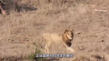 动物：雄狮捕猎羚羊，结果一只母狮蹦出来，羚羊安全逃脱