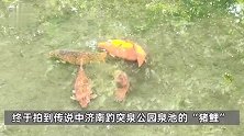 胖成“鸡翅包饭”！济南趵突泉设置锦鲤减肥中心，园区标识“再喂就噶了！”
