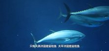 不是每条金枪鱼都能叫做“蓝鳍”但是它们为什么那么贵