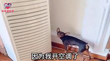 狗狗嫌开空调太冷，找到主人一顿比划让主人给自己盖被子，太逗了