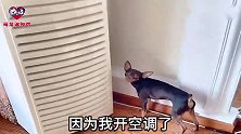 狗狗嫌开空调太冷，找到主人一顿比划让主人给自己盖被子，太逗了
