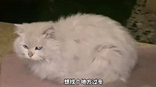 三只流浪猫被人类收养，银渐层主动送上门？