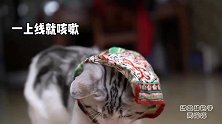 二货猫把手机里的qq卸载了，理由很充分，美短都无语了