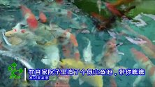 在院子里自建假山鱼池，圆形鱼池意境好美，锦鲤又大又肥，真好看