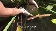 崖壁上长满了黑色的头发，男子用棍子一捅，居然活了过来