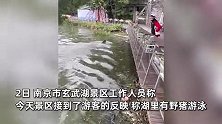 南京玄武湖惊现野猪游泳，游客惊叹“游得真快”，警方：山上下来的