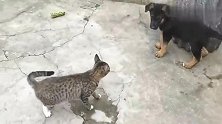 德牧跟猫打架，这猫拳也太厉害了！气得狗子牙痒拿拖把撒气