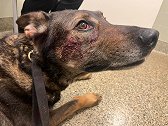 美国一嫌疑人咬伤警犬脸部，疑似攻击时吸了毒