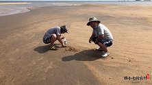 赶海遇到“大海蜇”二哥使用绝招挖出十年野生蛏王，直接爆桶哦