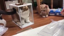 猫咪们进玻璃箱，大脸猫进去后一脸的傲娇，以后谁还敢说我胖