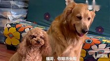 金毛不和泰迪玩，主人耐心的教育，金毛听懂了，把泰迪搂在怀里