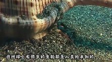 已确认灭绝80年，却又重回人间，专家：快离它远点！