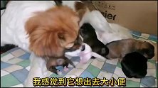 流浪狗： 七只小狗出生第五天，不是狗妈妈不要孩子，是我不懂