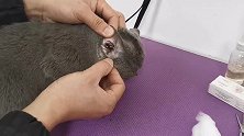 宠物美容师教你如何给猫咪清理耳朵，定期清理耳朵有助于耳朵健康