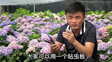 不用药怎么治蓟马？什么情况下需要缓苗？花友热门养花问题解答。