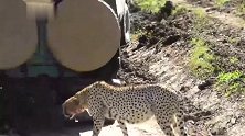 猎豹五兄弟：热坏了，可算是找到旅游车的阴影了