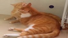 搞笑配音，姜太公钓鱼，愿者上钩