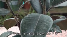 橡皮树不长新叶，先学会冬剪掐掉顶芽，让路给新芽生长