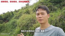 村夫抓胡蜂挖胡蜂，发现小黄腰已经出蜂王了，蜂包很空