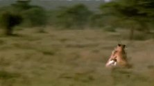 世界上速度最快的猎手与猎物，猎豹与羚羊之间的生死追逐！