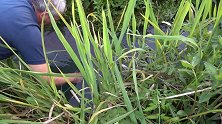 祖孙三代房车露营深山，遍地是野菜沟里有泥鳅，这种生活你喜欢吗