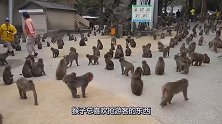 景区猴子泛滥成灾，成群结队下山觅食，真是没谁了