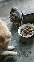 猫：你吃一半我吃一半，都不许多吃啊！