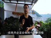 马上要立秋了，秋天养兰花必做一件事，否则今年不开花
