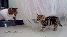 想和小猫咪玩耍的小猫咪，却又不敢上前，你好怂啊！