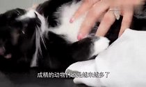 猫咪想进门却进不去,于是扭头看向了一边的警卫,下一秒忍住别笑