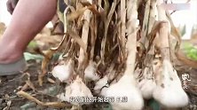 山东兰陵是中国大蒜之乡，家家户户垒蒜墙，产品已销往世界各地