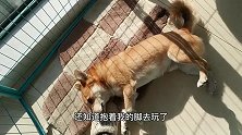 曾因咬人赔偿上万元的狗狗，没想到如今变得这么温顺，看哭了！
