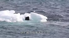 小企鹅被困浮冰，一只海豹向它游来，下一秒令人意外的事发生