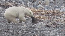 北极圈内首次发现北极熊猎杀驯鹿，将其按到水中淹死