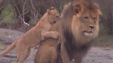 狮王很疼爱自己的孩子，任由小狮子怎么打闹！