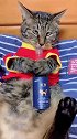 猫：铲屎的，拿杯子来我给你倒点儿酒喝！