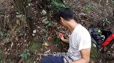 小伙上山捡到红色蘑菇，有“菇中之王”的美称，给大家认识一下