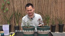 月季新芽，长到多高要给它打顶？目的是什么呢？