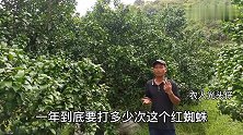 柑橘一年只打两次红蜘蛛，能不能控制住，方法用对了很省事