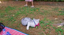 猫咪跟主人郊游趣事！多次展示爬树本领，还被路人夸讲很可爱！