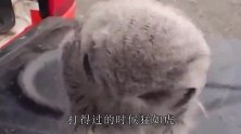 逗逼界的新进动物猫头鹰，这就是传说的，“怂成鸟样”！