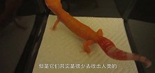 壁虎尾巴断掉了，将断掉的尾巴放壁虎面前，神奇画面被镜头拍下
