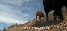 饿狼突袭小牛犊，小牛犊临危不惧地反击，真是一个勇敢的宝宝