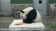 大熊猫真的不能再多吃了，胖也是位很累的事