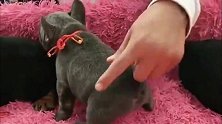 小奶狗脾气真大，一碰它就奶凶奶凶的叫，不好惹呀