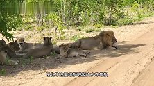 北牛油果雄狮联盟：狮王不在，象群胆气很壮，欺负塔拉马蹄狮群